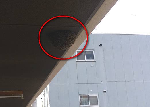 ミツバチ分蜂注意点共用廊下